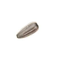 cekirdek-8