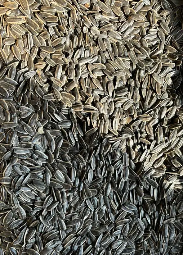 ramazan-turan-gida-sunflower-seed-manufacturer